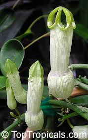 Image result for Ceropegia filipendula
