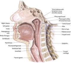 Thermal sensitization consists of applying cold (thermal) contact to the base of the anterior faucial arches in order to sensitize the. The Normal Swallow Otolaryngologic Clinics Of North America