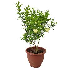 Image result for Pseudomussaenda stenocarpa