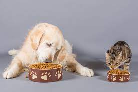 Kann Ich Meinen Katzen Hundefutter Geben Zooplus Katzenmagazin