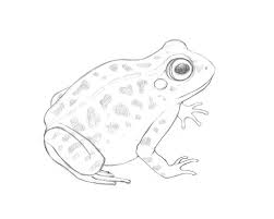 Pin On Frogs Drawings Paintings
