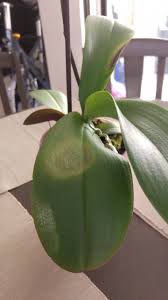 We did not find results for: Do I Need To Cut The Leaves Off White Dots Black Mark Orchids Forum