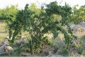 Image result for Combretum mossambicense