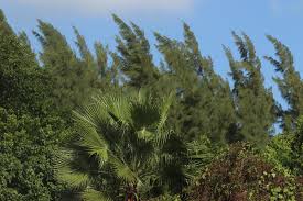 Image result for Casuarinaceae