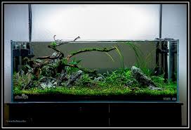 Ada 120p Aquarium Design Aquascape Tanked Aquariums