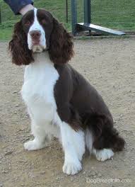 English Springer Spaniel Dog Breed Information And Pictures