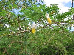 Image result for Dichrostachys