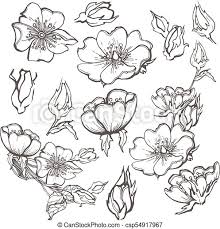 Click here for the roses coloring page. Wild Dog Rose Set Flowers Contour Ink Adult Coloring Page With Buds Drawing Vector Clipart On White Background For Canstock