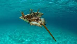 Hukum makan belangkas | ustaz azhar idrus ( uai )daripada abdullah bin amr r.a, bahawa nabi muhammad saw bersabda, maksudnya sampaikanlah dariku walau. Mengenal Belangkas Hewan Unik Penyelamat Jutaan Manusia