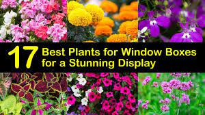 Home » healthy living » gardening » flowers for a full sun deck or window box. 17 Best Plants For Window Boxes For A Stunning Display