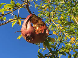 Pomegranate eaten as fresh fruit or sipped as pomegranate. 2018 The Year Squirrels Discovered Our Pomegranate Tree Root Simple