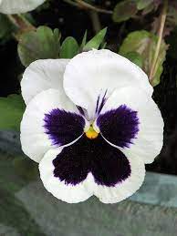 Pansy Pansies Flowers Plants