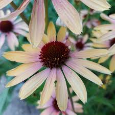 Maybe you would like to learn more about one of these? Vivai Verona Guardini Pescantina Vr Ingrosso Fornitura