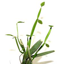 Image result for Cissus