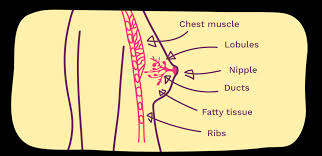 There are many different tumor markers, each indicative of a particular disease process, and they are used in oncology to help detect the presence of cancer. Dcis Ductal Carcinoma In Situ Explained Breast Cancer Now