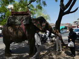 Explore the magnificent palaces, wonderfully carved. Elephant Colorado Traveling Ducks