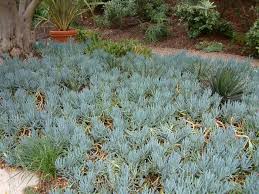Image result for Senecio greenwayi