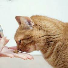 Http Ift Tt 2yzkxgx Program Dinamakan Rumah Ramah Hewan Rrh Muntoro Menyebut Resmi Dilunurkan Saat Hari Rabies Sedunia 28 Septem Dokter Hewan Hewan Medis