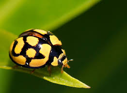 Black And Yellow Things Yellow And Black Ladybug By Westcoastwitch On Deviantart Black Ladybug Yellow Ladybug Ladybug