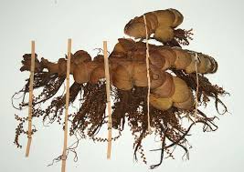 Image result for Salviniaceae