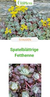 Allerdings wachsen bodendecker mit zahlreichen ausläufern oder unterirdischen stängel recht schnell in die breite und vereinen sich schließlich zu einem wenn sie bodendecker im richtigen pflanzabstand setzen, werden sie schnell dicht, ohne sich gegenseitig konkurrenz zu machen. Spatelblattrige Fetthenne Bodendecker Im Mini Format Bodendecker Pflanzen Fetthenne