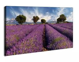 Z wysp kanaryjskich i szybko stała się symbolem prowansji. Pola Lawendy Prowansja Francja Obraz Na Plotnie Galeria Plakatu