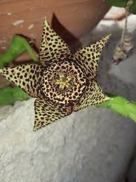 Image result for Orbea maculata