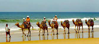 Guides even walk the camels through the water along the. Top 10 Things To Do In Port Stephens Nsw Experience Oz