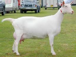 Sojat breede female goat for sell in jodhpur rajasthan. Goat Breeds Goat Breeds Are Some Of The Oldest Defined Animal Breeds For Which Breed Standards And Production Records Have Been Kept Selective Breeding Of Goats Generally Focuses On Improving Production Of Fiber Meat Dairy Products Or Goatskin