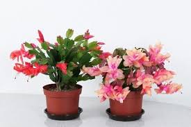 It has become popular as a houseplant grown in hanging planters thanks to its gorgeous drapery. Is Christmas Cactus Toxic To Cats Succulent Alley