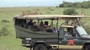Cheetah Jumps Into A Safari Vehicle Masai Mara Kenya Youtube