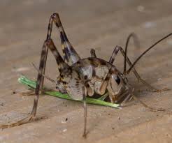 Crickets are omnivorous, meaning they eat plants and meat. Pin On Bugs And Critters That Eat Them