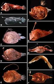 Anglerfish Wikipedia