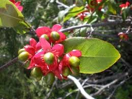Image result for Ochna pulchra