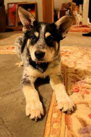 We also advertise stud dog services and other puppy for sale related items. Husky Mixed With Blue Heeler R Aww Australian Cattle Dog Mix Cattle Dogs Mix American Cattle Dog