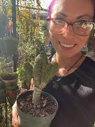 Crested eulychnia castanea spiralis cristata succulent