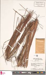 Image result for Sphenostylis marginata