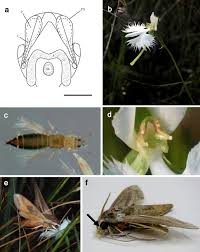 Image result for Habenaria epipactidea