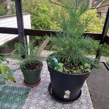 Maybe you would like to learn more about one of these? Grow Your Own Giant Sequoia Tree 6 Steps With Pictures Instructables