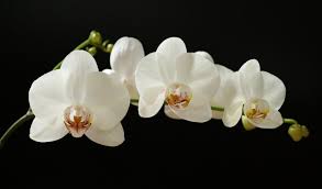The white flowers are versatile and don't symbolize anything remotely passionate. 100 Types Of The Most Beautiful White Flowers For Your Garden Home And Gardens