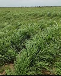 Image result for Andropogon gayanus