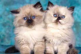 Barulah pada tahun 1957, cat fanciers association mengakui peranakan kucing ini dan persia adalah berbeda. 9 Rekomendasi Jenis Kucing Terpopuler Di Indonesia Kucingklik Com