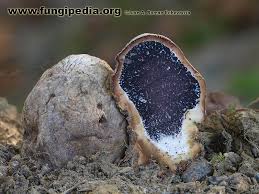 Image result for Scleroderma polyrhizon