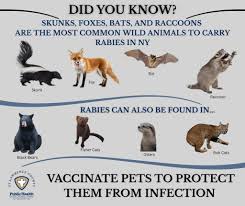 Image result for Rabies