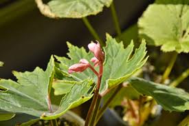Image result for Begonia kisuluana