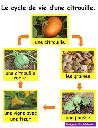 Le Cycle De Vie D Une Citrouille Pumpkin Life Cycle In French Kurbis Lebenszyklus In Kindergarten