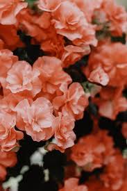 500 Flower Pictures Hd Download Free Images On Unsplash In 2020 Flower Aesthetic Peach Wallpaper Flower Pictures