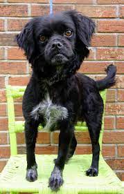 Meet Polly A Petfinder Adoptable Pug Dog Cape Girardeau Mo I Am Just 1 Year Old Insert Screams At The Cuteness Here Humane Society Dogs Pug Dog Dogs