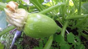 How to know when squash are ready to pick and tips for doing it right. Full Pumpkin Growth Time Lapse From The Seed To The Mature Fruit In 108 Days And Nights Youtube