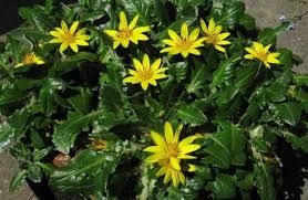 Image result for Haplocarpha